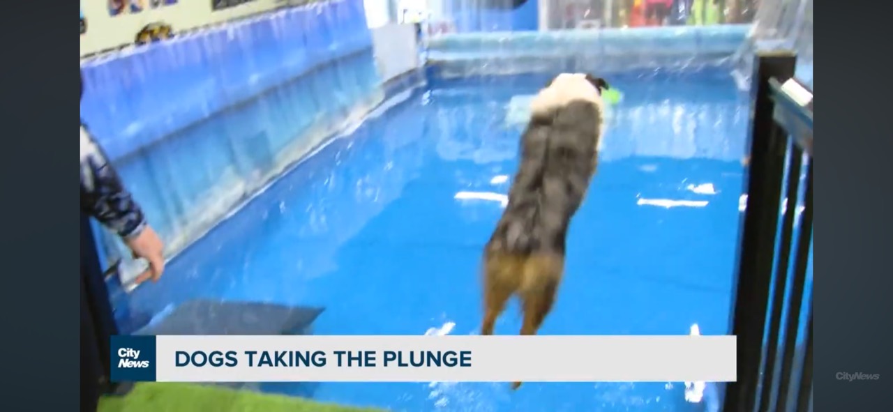 A dog jumping into the Indoor Dog Pool during a CityNews visit