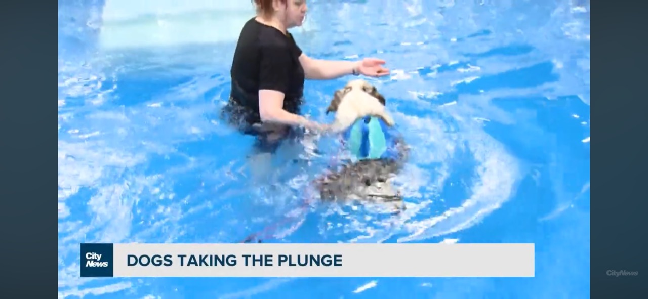 Jenny supporting a dog during an Indoor Dog Pool session